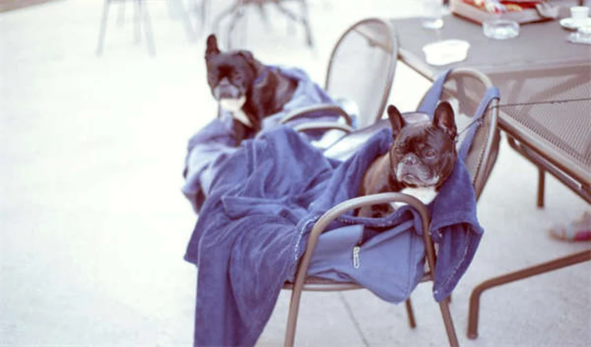 ペットの動物病院ストレスを軽減する7つの簡単テクニック