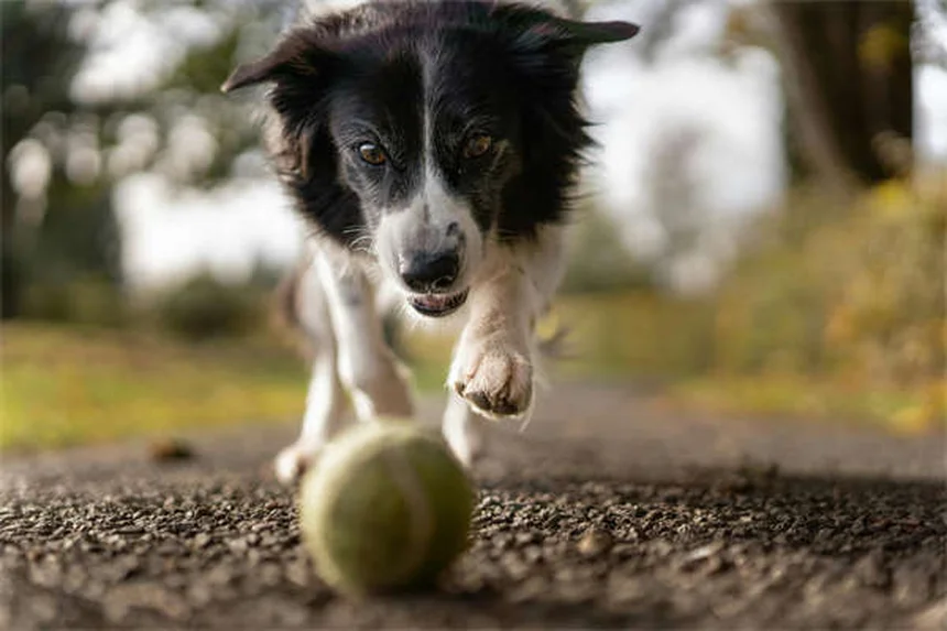 プラジカンテルの効果と正しい使い方｜犬猫のサナダムシ駆除薬