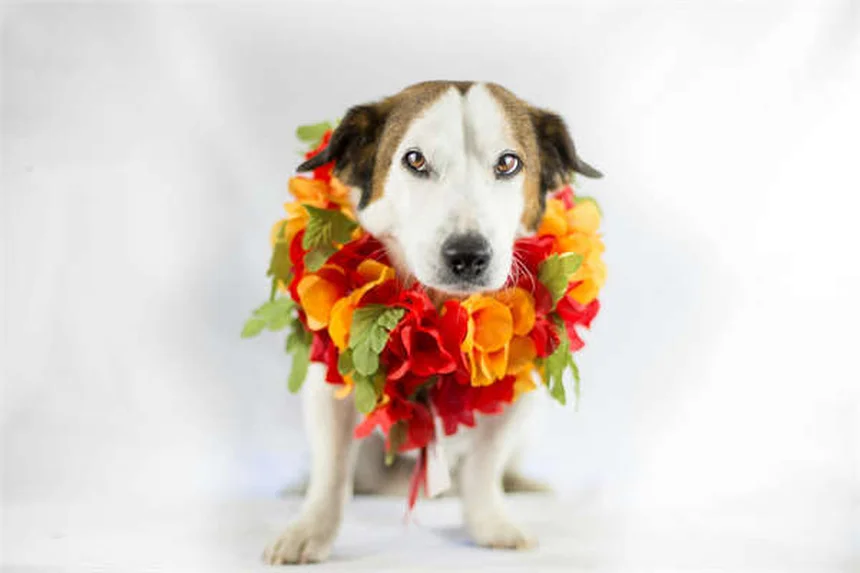 馬のカンタリジン中毒を防ぐ5つの対策｜ブリスター・ビートルの危険性